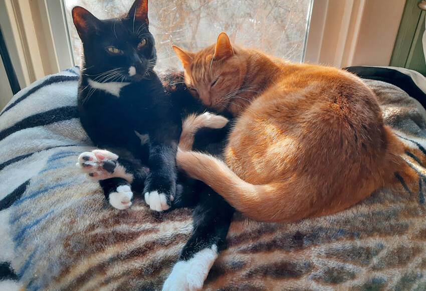 Stray Cat Strut Fundraiser for Animal Foster Care